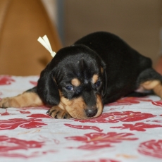 Chiot Teckel � poil ras de race LOF avec pedigree � adopter.