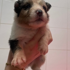 Chiot Berger australien à adopter au prix de 1500 €