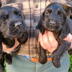 Chiot Cocker Anglais Spaniel � vendre au prix de 1500 � vaccin� et identifi�.