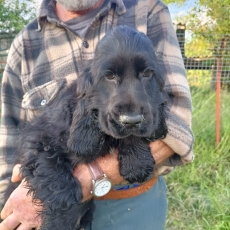 Chiot d'apparence de race Cocker Anglais Spaniel � adopter.