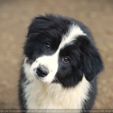 Chiot Border Collie à adopter au prix de 1200 €