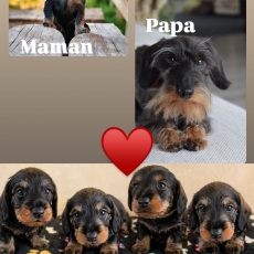 Chiot Teckel nain à poil dur de race LOF avec pedigree à adopter.