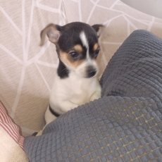 Chihuahua chiot vendu 1100 €