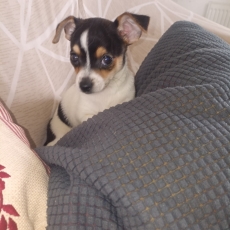 Chihuahua chiot vendu 799 €