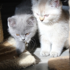 Chaton British Shorthair à adopter au prix de 1200 €
