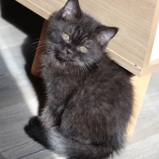 Adoption chaton British Shorthair au prix de 1200 €