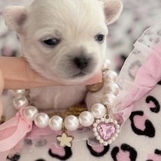 Adoption chiot Chihuahua au prix de 1980 €