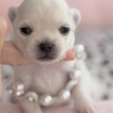 Chiot Chihuahua à adopter au prix de 1780 €