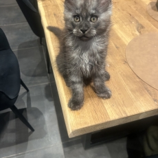 Chaton Maine Coon à adopter au prix de 1300 €