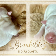 Bulldog Continental chiot vendu 1150 €