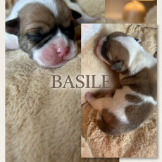 Chiot Bulldog Continental à adopter au prix de 1150 €