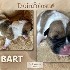 Adoption chiot Bulldog Continental au prix de 1150 €