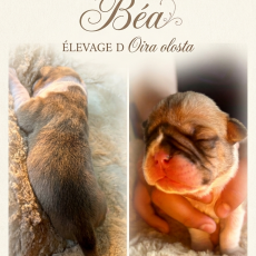 Cette petite femelle Bulldog Continental proposée à l'achat est née le 13/05/2026.