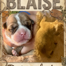 Bulldog Continental chiot vendu 1150 €