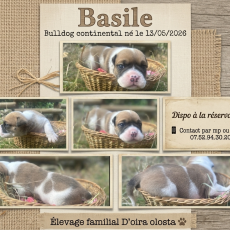 Chiot Bulldog Continental à adopter au prix de 1150 €