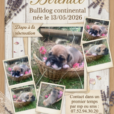 Bulldog Continental chiot vendu 1150 €