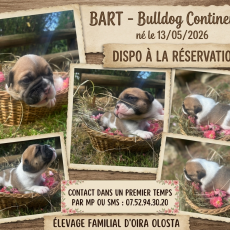 Bulldog Continental chiot vendu 1150 €