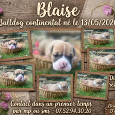 Adoption chiot Bulldog Continental au prix de 1150 €