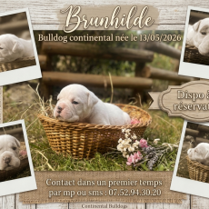 Chiot Bulldog Continental à adopter au prix de 1150 €
