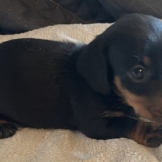 Adoption chiot Teckel nain à poil ras au prix de 2700 €