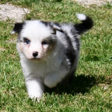 Berger australien chiot vendu 1200 €