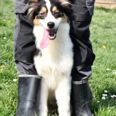 Adoption chiot Berger australien au prix de 500 €