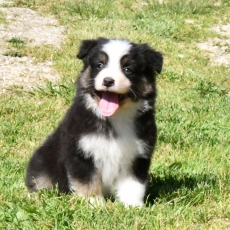 Chiot Berger australien à vendre au prix de 1000 € vacciné et identifié.
