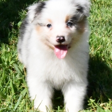 Adoption chiot Berger australien au prix de 1200 €