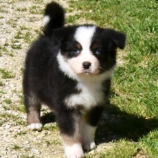 Berger australien chiot vendu 1200 €