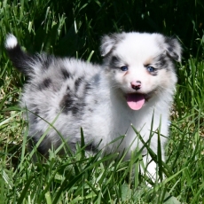 Berger australien chiot vendu 1200 €