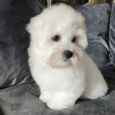 Ce petite mâle Coton de Tulear proposé à l'achat est né le 17/01/2026.