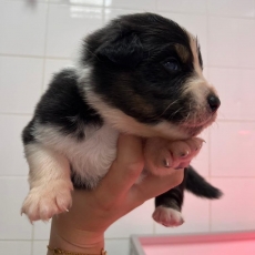 Adoption chiot Berger australien au prix de 1200 €
