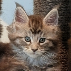 Cette petite femelle Maine Coon proposée à l'achat est née le 11/03/2026.