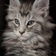 Maine Coon chaton vendu 1200 €