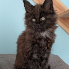 Chaton Maine Coon à vendre au prix de 1300 € vacciné et identifié.