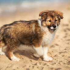 Chiot Border Collie à vendre au prix de 1600 € vacciné et identifié.