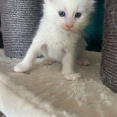 Acheter Maine Coon bébé pour 1400 €