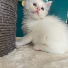 Chaton Maine Coon à vendre au prix de 1400 € vacciné et identifié.