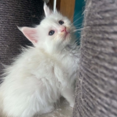 Chaton Maine Coon à adopter au prix de 1400 €