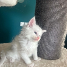 Chaton Maine Coon à adopter au prix de 1400 €