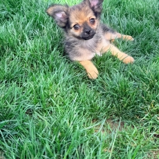 Chihuahua chiot vendu 850 €