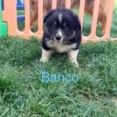 Acheter Berger américain miniature bébé pour 1200 €