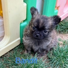 Chihuahua chiot vendu 1050 €