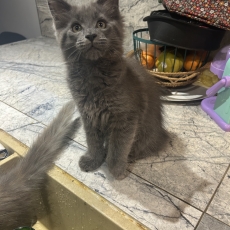 Adoption chaton Maine Coon au prix de 1300 €