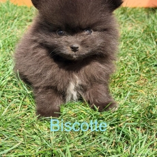 Chiot Spitz Allemand Nain à adopter au prix de 1350 €