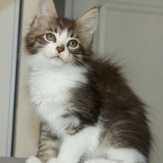 Maine Coon chaton vendu 1450 €