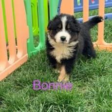Berger américain miniature chiot vendu 1300 €