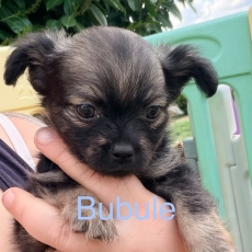 Acheter Chihuahua bébé pour 950 €
