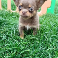 Adoption chiot Chihuahua au prix de 1100 €