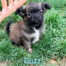 Chiot Chihuahua à adopter au prix de 1050 €